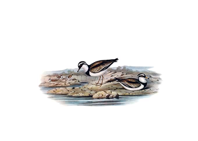 Black Fronted Dotterel
