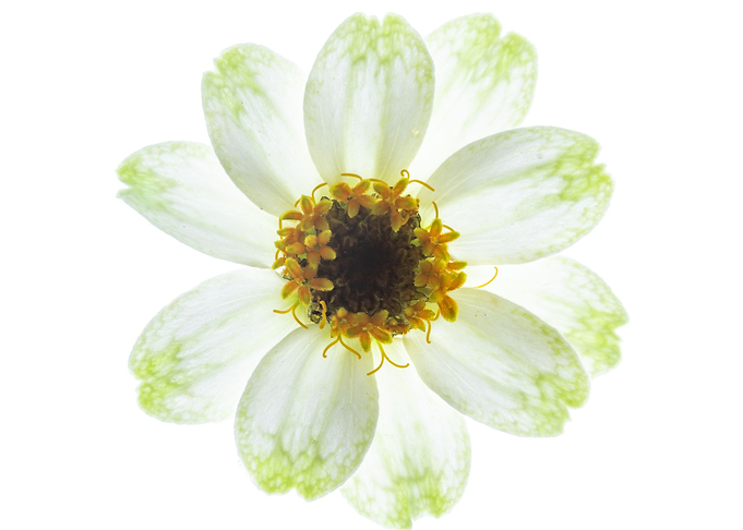 white Zinnia on white