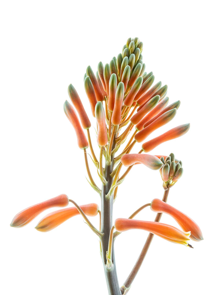 exotic Flower closeup