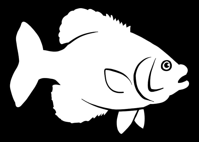 Crappie