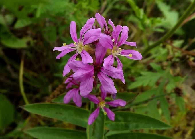 Flower in the meadow