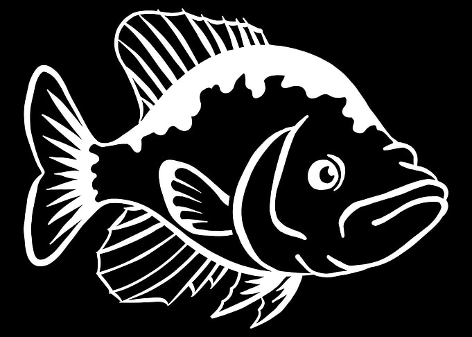 Crappie