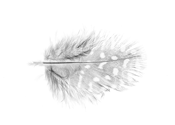 Feather closeup on white