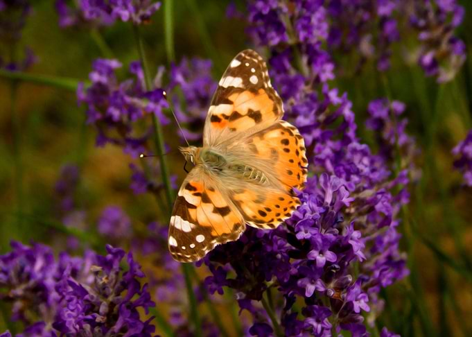 Butterfly