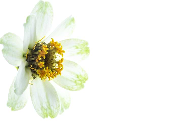 white and green Zinnia