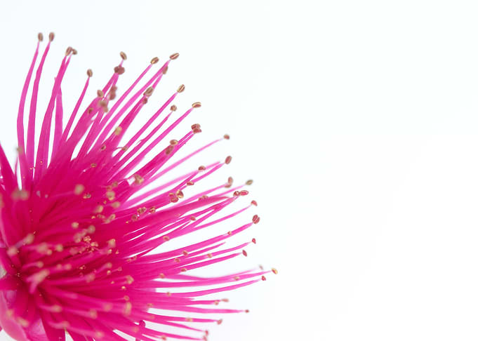 pink cajuil flower