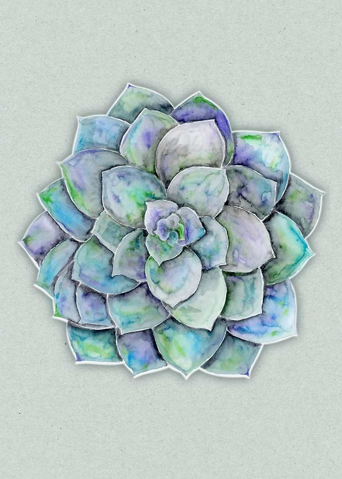 Echeveria plant watercolor