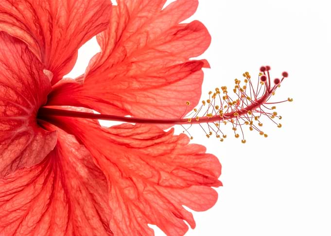 red Hibiscus color