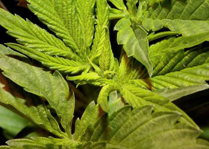 Cannabis flower background