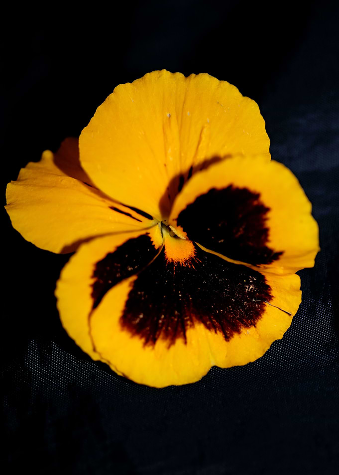 Viola flower violaceae