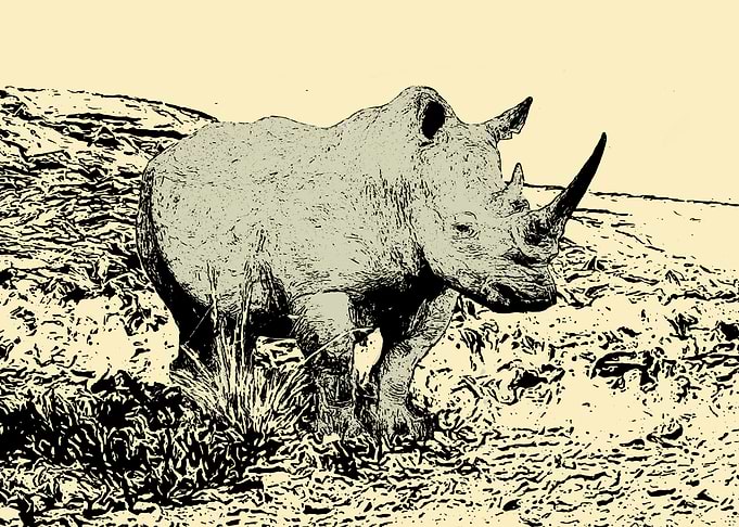 Rhino