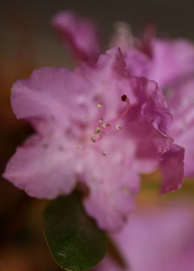 Rhododendron flower macro
