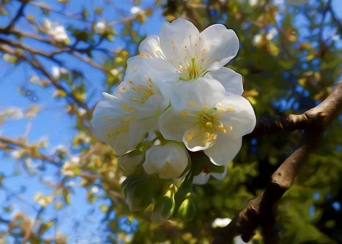 Spring