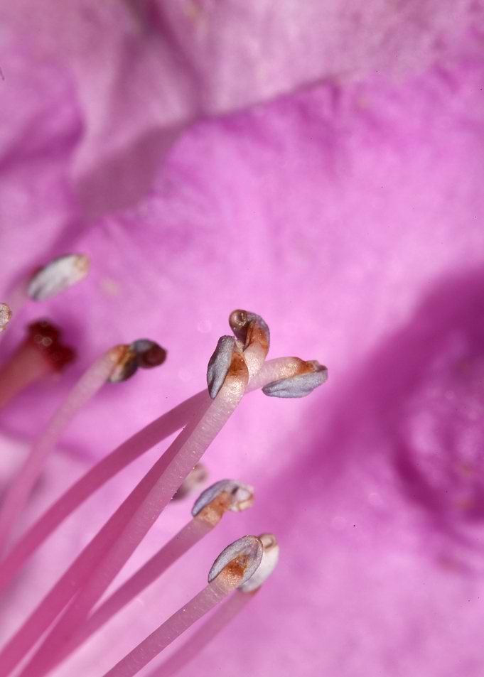 Rhododendron background
