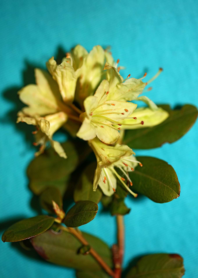 Rhododendron background