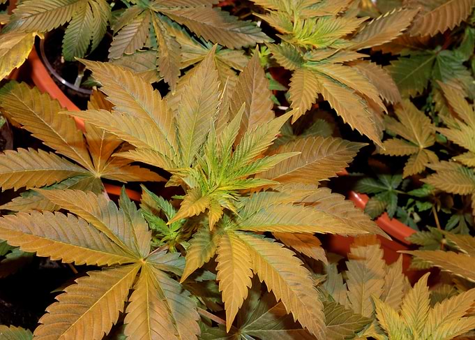 Cannabis indica background