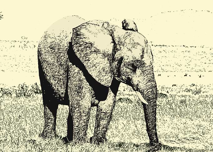 Elephant