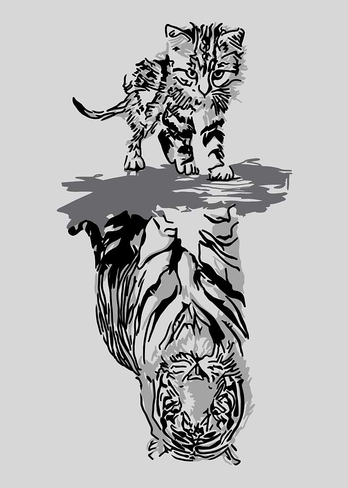 Cat Vs Tiger