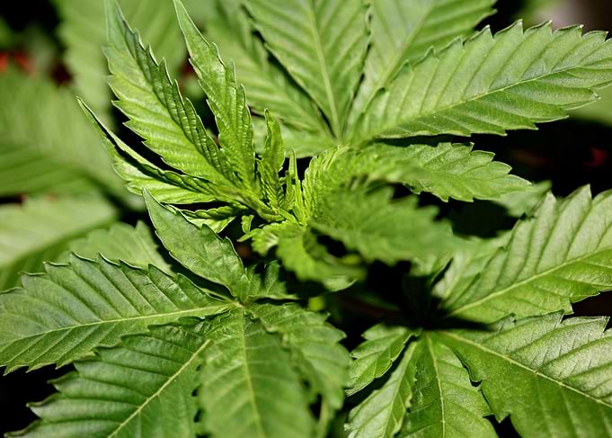 Cannabis indica background