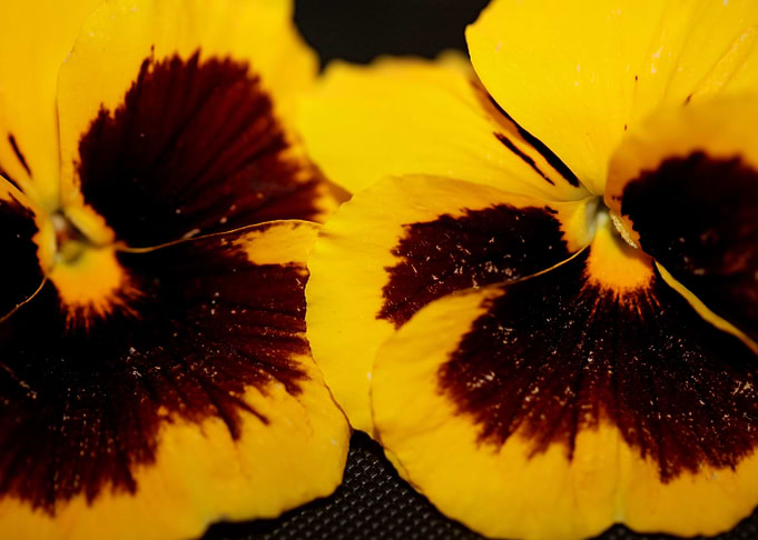 Viola flower background