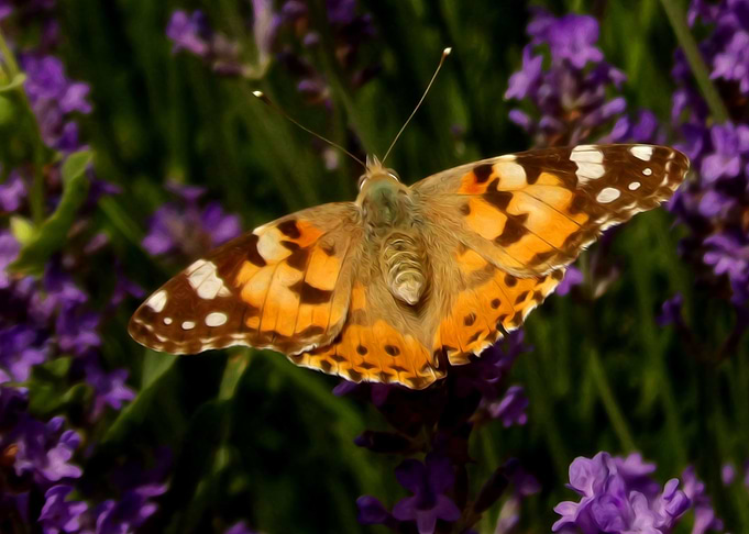 Butterfly