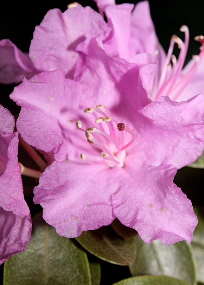 Rhododendron flower macro