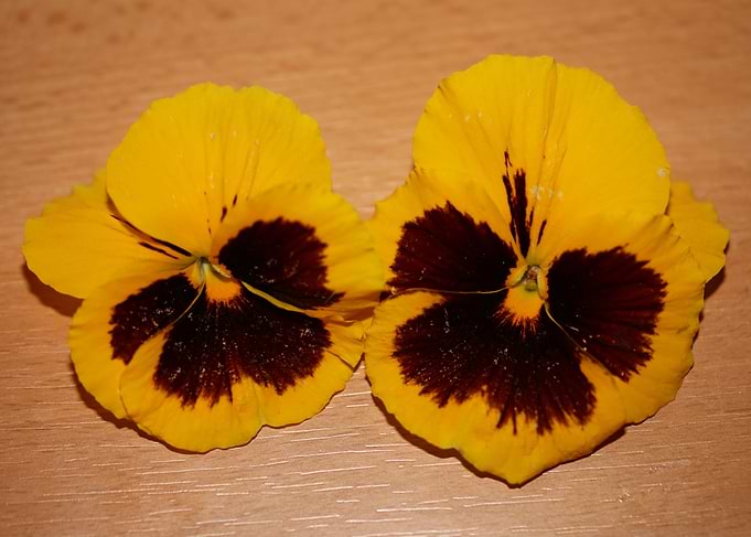 Viola flower background