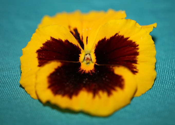 Yellow viola violaceae
