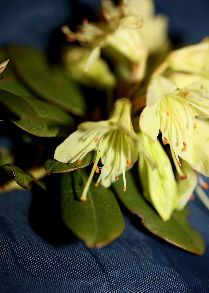Rhododendron background