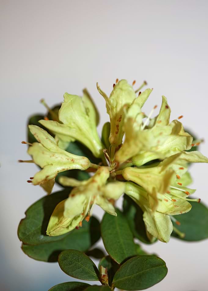 Rhododendron blossoming