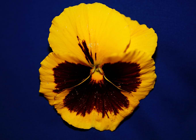 Viola flower violaceae
