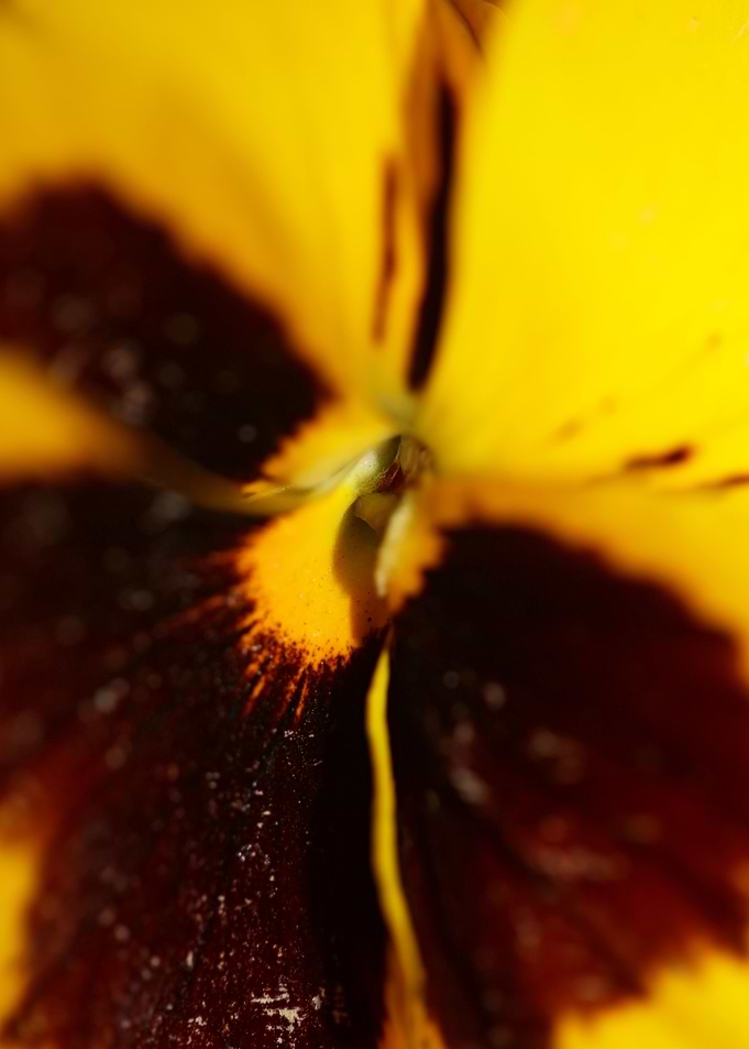 Viola flower violaceae