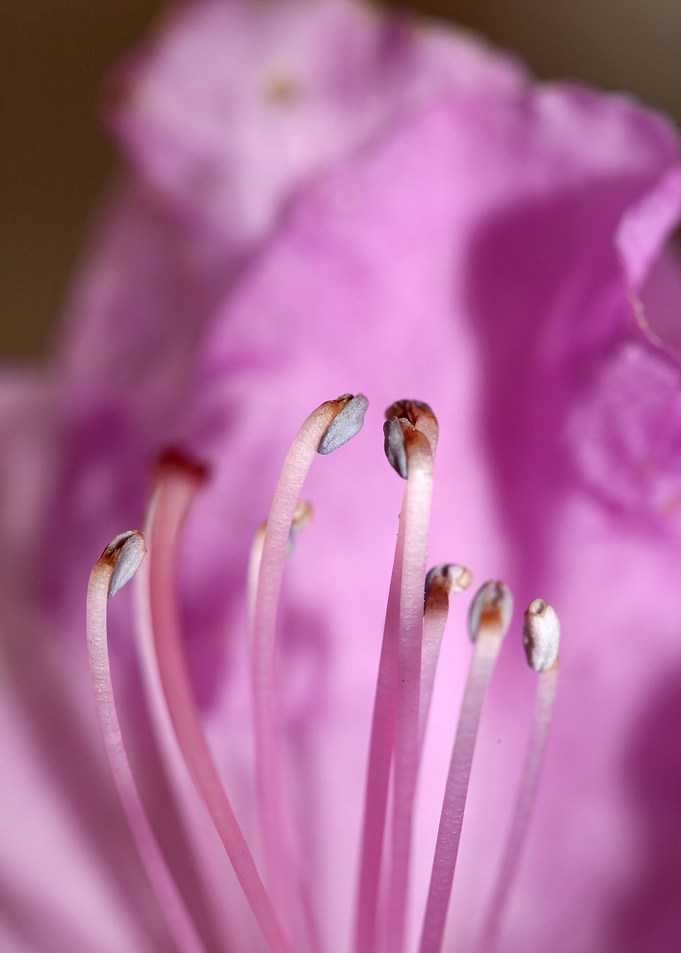 Rhododendron background
