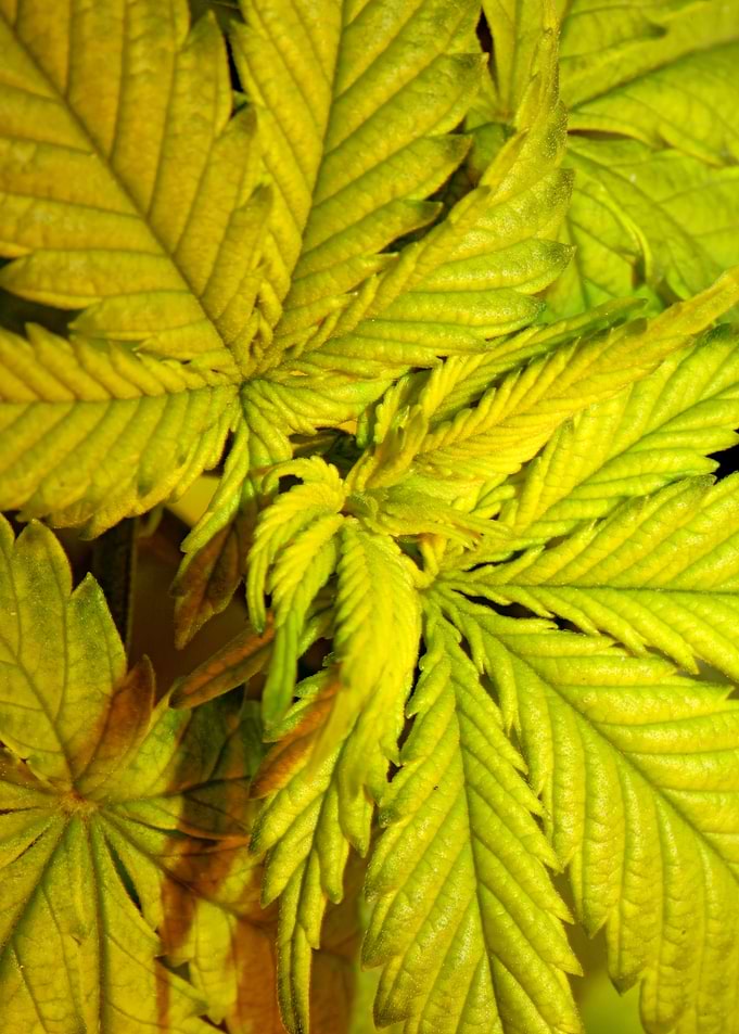 Cannabis flower background