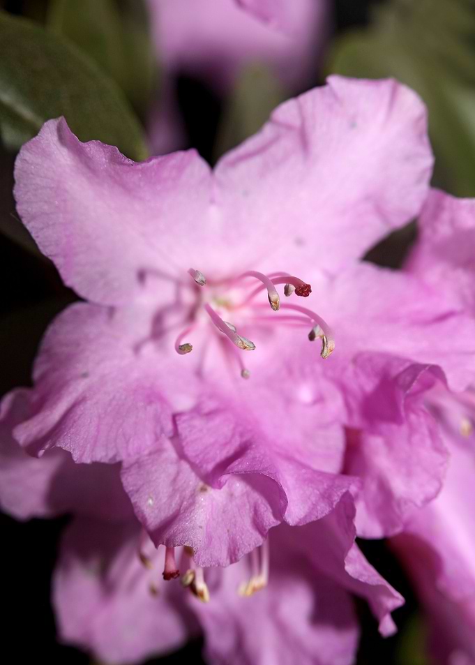 Rhododendron background