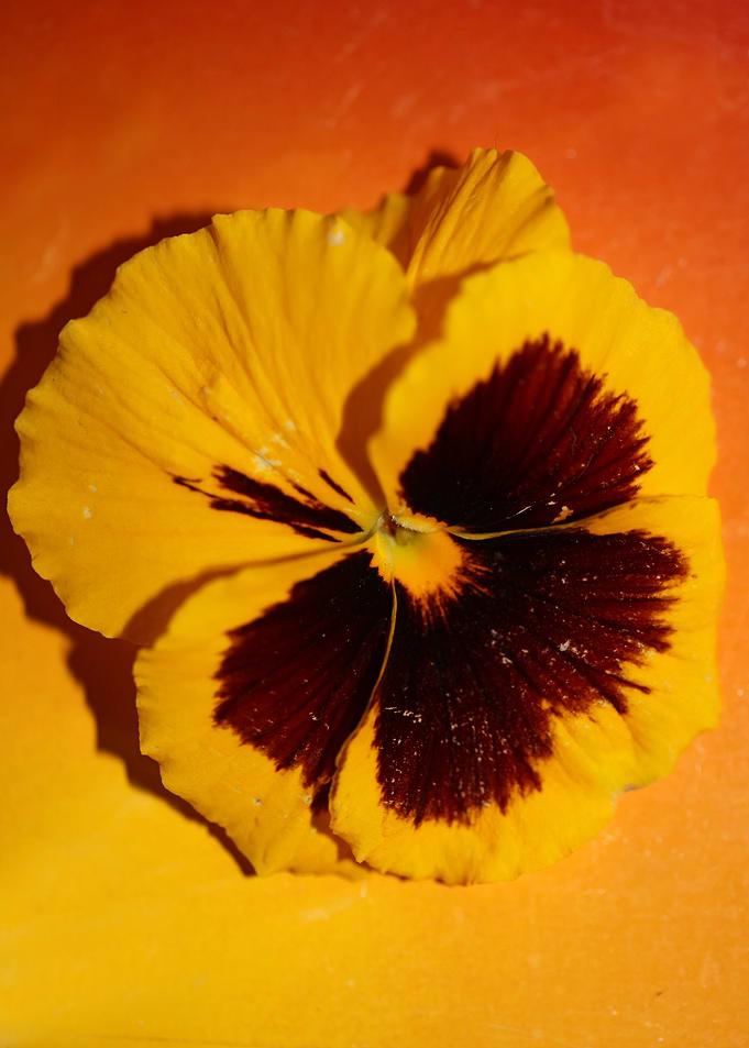 Viola flower background