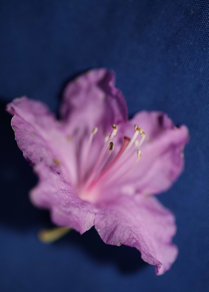 Rhododendron flower macro