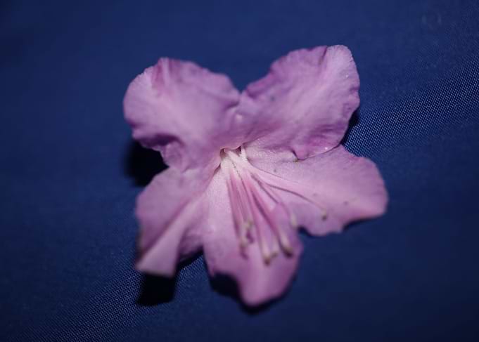 Rhododendron flower macro