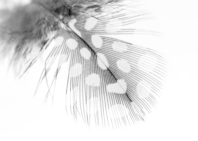 soft Feather on white