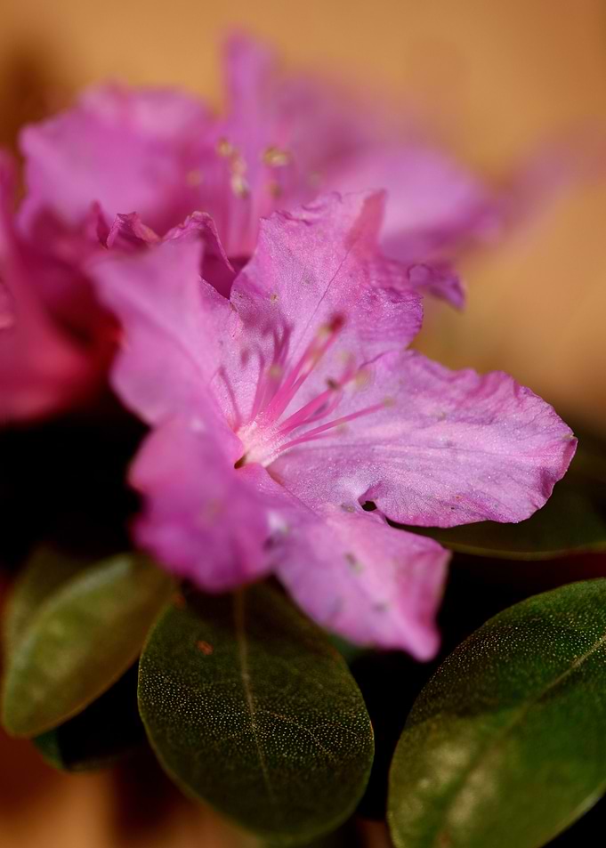 Rhododendron background