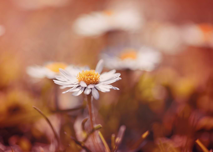 White flower, spring daisy