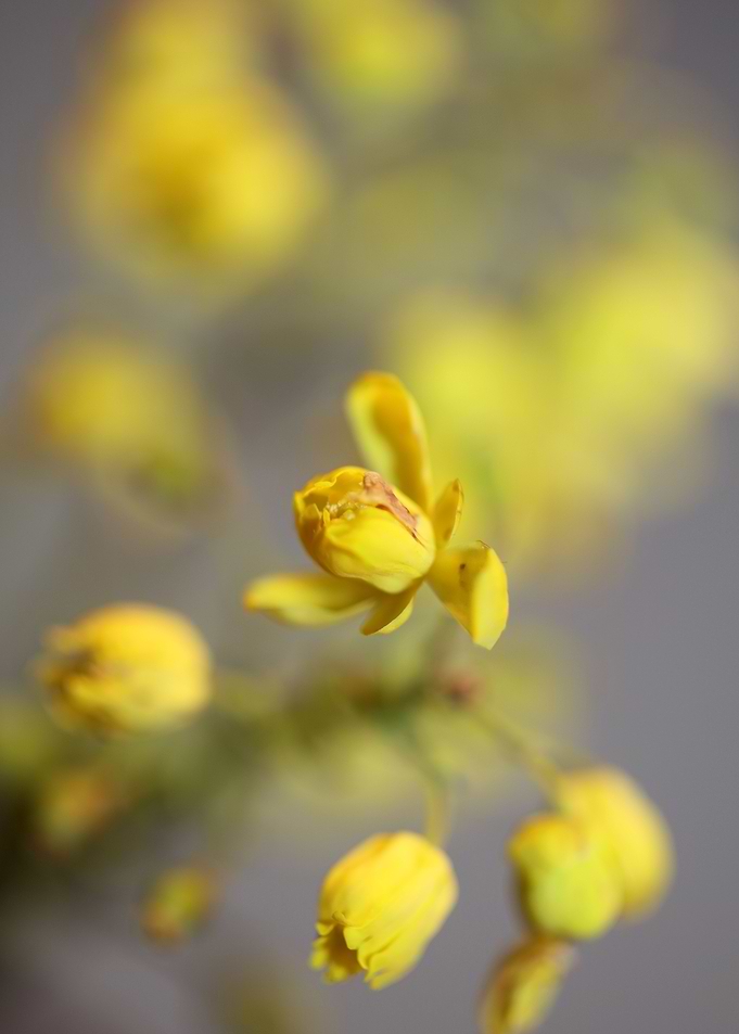 Berberis flower home decor