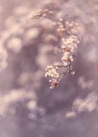 Spring tree, white flower