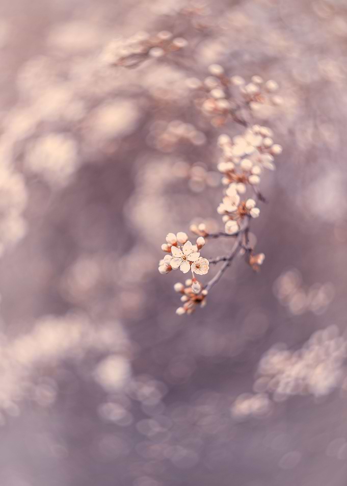 Spring tree, white flower