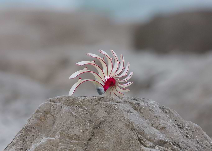 Conchshell
