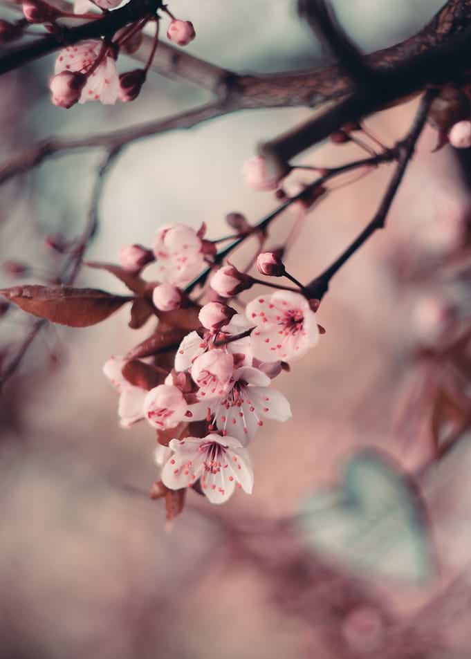 Floral composition