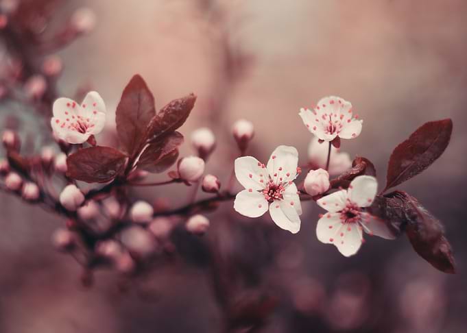 Floral composition