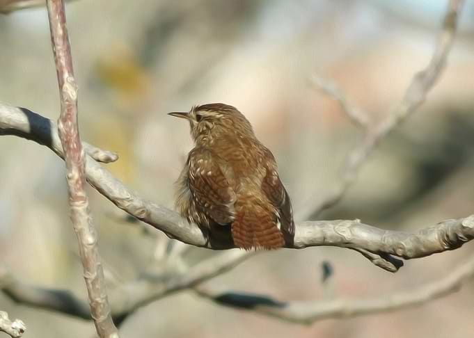 Eurasian wren