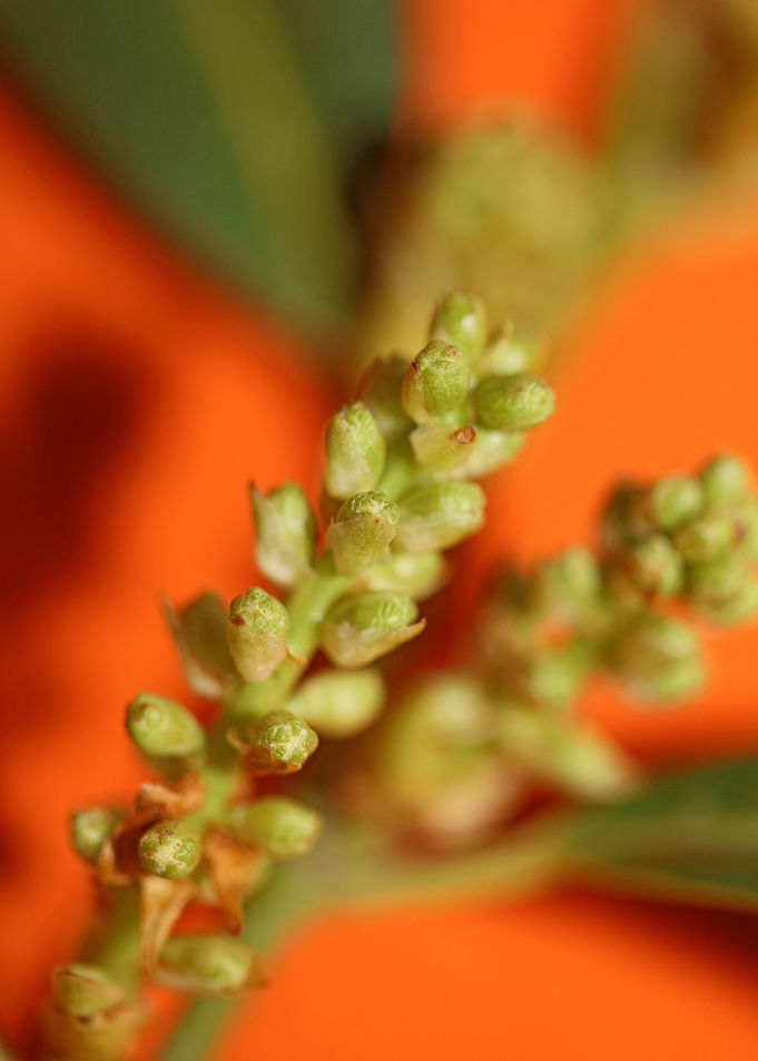Prunus lusitanica rosaceae
