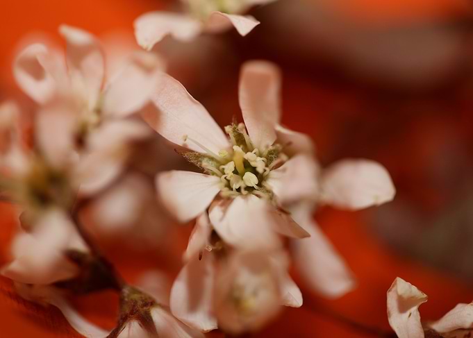 Prunus spinosa rosaceae